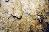 BSECMNS 1965 52 Gurt Cavern gypsum.jpg (229127 bytes)