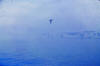OUENS 1961 06 Leaving Newhaven-2.JPG (40277 bytes)